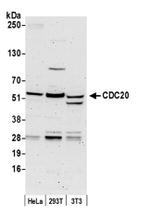 CDC20 Antibody in Western Blot (WB)