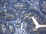 CDC6 Antibody in Immunohistochemistry (Paraffin) (IHC (P))