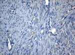 CDC6 Antibody in Immunohistochemistry (Paraffin) (IHC (P))