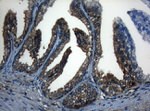 CDC6 Antibody in Immunohistochemistry (Paraffin) (IHC (P))