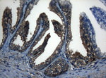 CDC6 Antibody in Immunohistochemistry (Paraffin) (IHC (P))