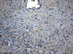 CDC6 Antibody in Immunohistochemistry (Paraffin) (IHC (P))