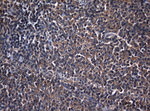 CDC6 Antibody in Immunohistochemistry (Paraffin) (IHC (P))