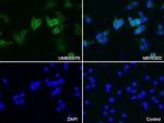 CDH1 Antibody in Immunocytochemistry (ICC/IF)