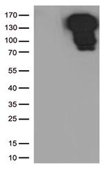 CDH1 Antibody in Western Blot (WB)