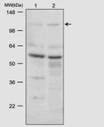 CDH11 Antibody in Western Blot (WB)