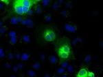 CDH13 Antibody in Immunocytochemistry (ICC/IF)