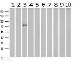 CDH13 Antibody in Western Blot (WB)