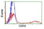 CDH2 Antibody in Flow Cytometry (Flow)