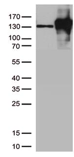 CDH2 Antibody in Western Blot (WB)