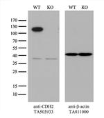 CDH2 Antibody in Western Blot (WB)