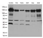 CDH2 Antibody in Western Blot (WB)