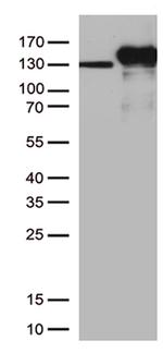 CDH2 Antibody in Western Blot (WB)