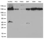 CDH2 Antibody in Western Blot (WB)