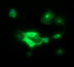 CDH3 Antibody in Immunocytochemistry (ICC/IF)