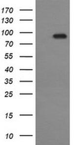 CDH3 Antibody in Western Blot (WB)