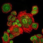 CDK1 Antibody in Immunocytochemistry (ICC/IF)