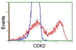 CDK2 Antibody in Flow Cytometry (Flow)