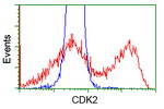 CDK2 Antibody in Flow Cytometry (Flow)