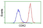 CDK2 Antibody in Flow Cytometry (Flow)