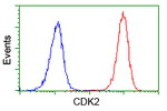 CDK2 Antibody in Flow Cytometry (Flow)