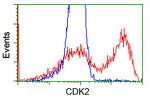 CDK2 Antibody in Flow Cytometry (Flow)