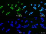 CDK2 Antibody in Immunocytochemistry (ICC/IF)