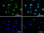 CDK2 Antibody in Immunocytochemistry (ICC/IF)