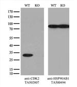 CDK2 Antibody