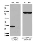 CDK2 Antibody