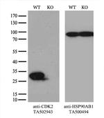 CDK2 Antibody