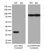 CDK2 Antibody in Western Blot (WB)