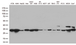 CDK2 Antibody in Western Blot (WB)