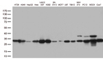 CDK2 Antibody in Western Blot (WB)