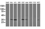 CDK2 Antibody in Western Blot (WB)