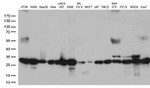 CDK2 Antibody in Western Blot (WB)