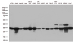 CDK2 Antibody in Western Blot (WB)