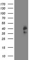 CDK2 Antibody in Western Blot (WB)