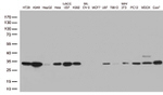 CDK2 Antibody in Western Blot (WB)