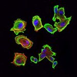 CDK5 Antibody in Immunocytochemistry (ICC/IF)