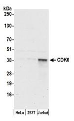 CDK6 Antibody in Western Blot (WB)