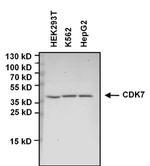 CDK7 Antibody in Western Blot (WB)