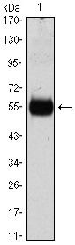 p27 Kip1 Antibody in Western Blot (WB)