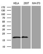 CDKN2A Antibody in Western Blot (WB)