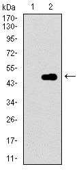 p16INK4a Antibody in Western Blot (WB)