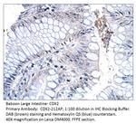 CDX2 Antibody in Immunohistochemistry (IHC)