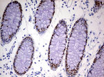 CDX2 Antibody in Immunohistochemistry (Paraffin) (IHC (P))