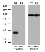 CDX2 Antibody in Western Blot (WB)