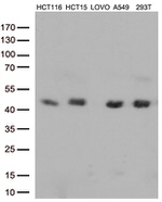 CDX2 Antibody in Western Blot (WB)