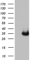 CDX2 Antibody in Western Blot (WB)